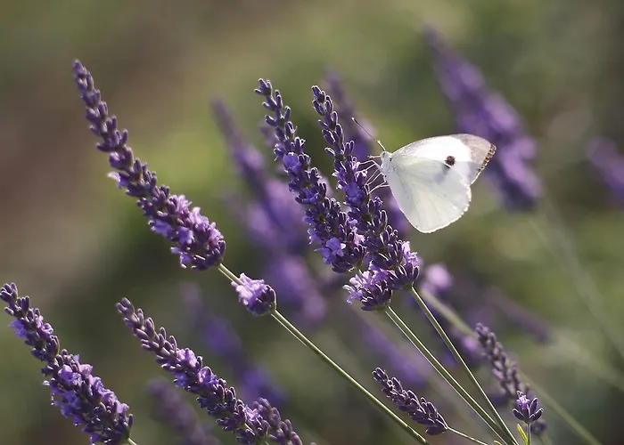 Podere Diamante Kır Evi