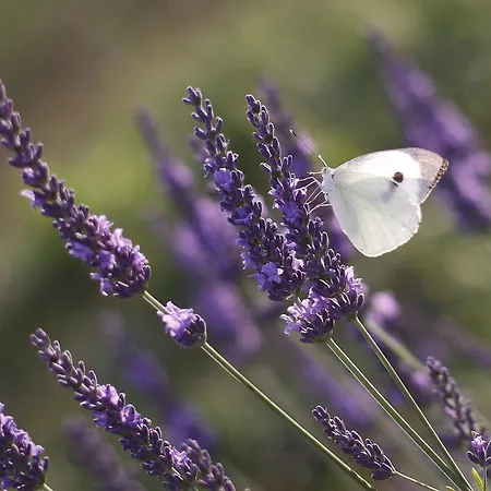 Podere Diamante Lantställe
